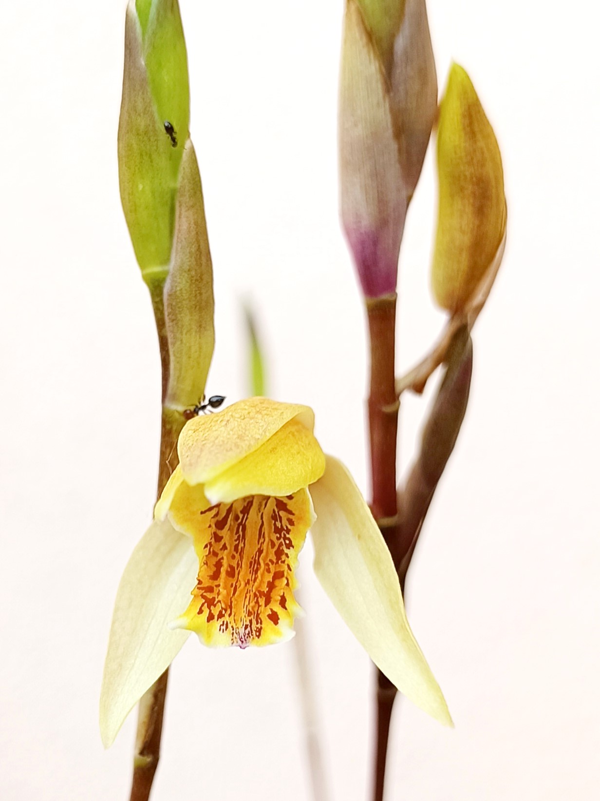 Orchidee