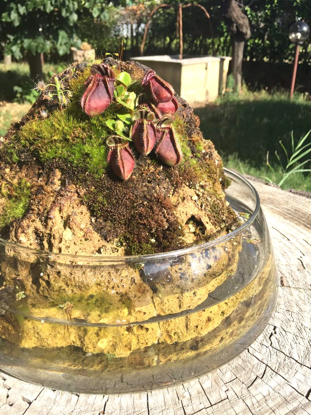 Cephalotus follicularis