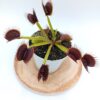 Dionaea muscipula “G14” / “Dirk Ventham’s giant”