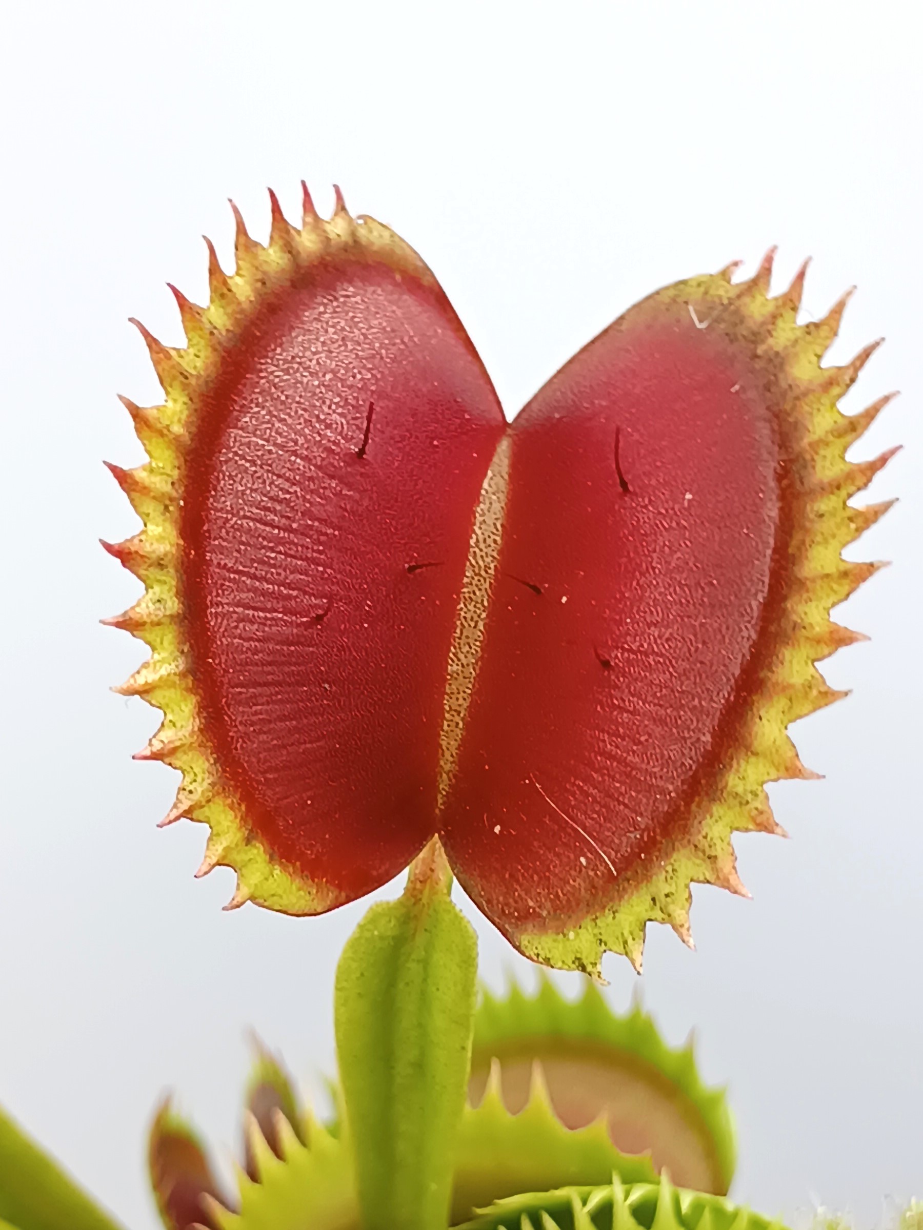 Piante carnivore