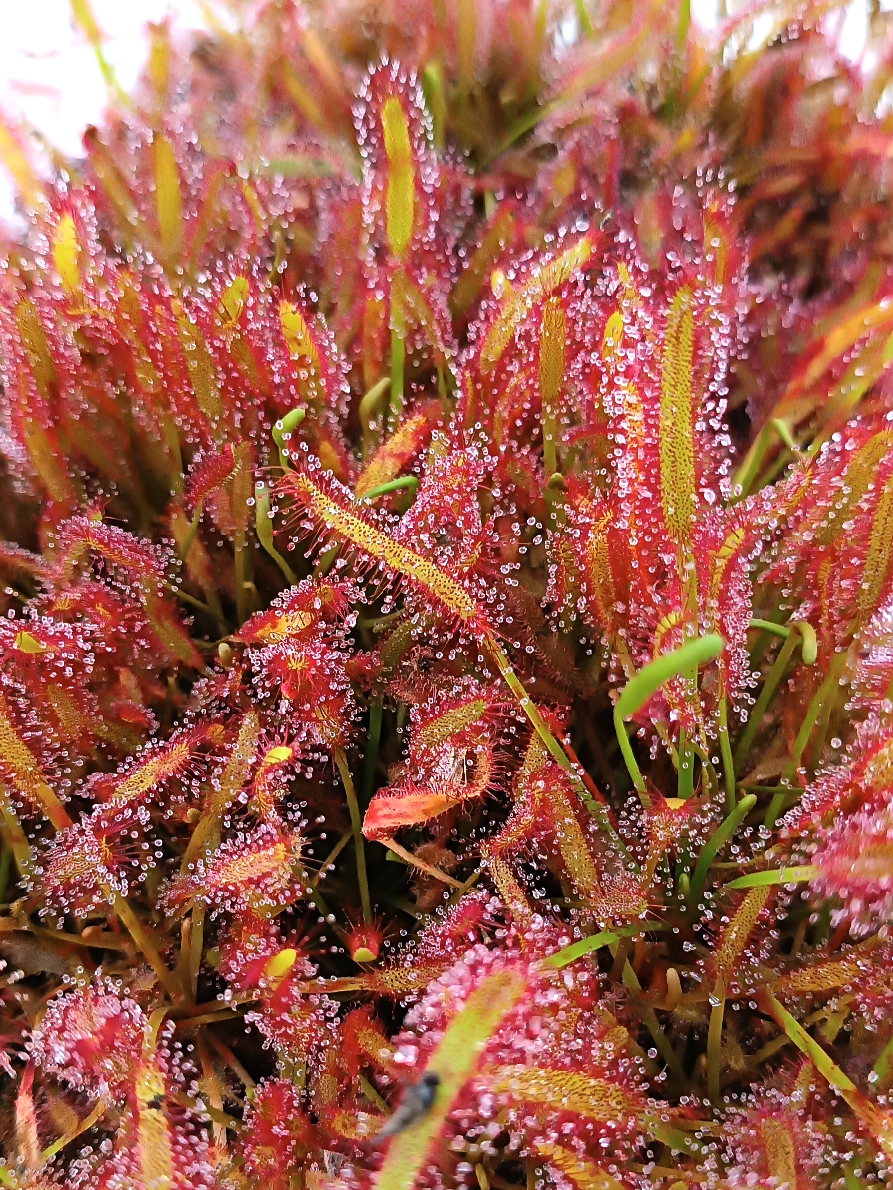 Drosera