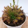 Drosera intermedia