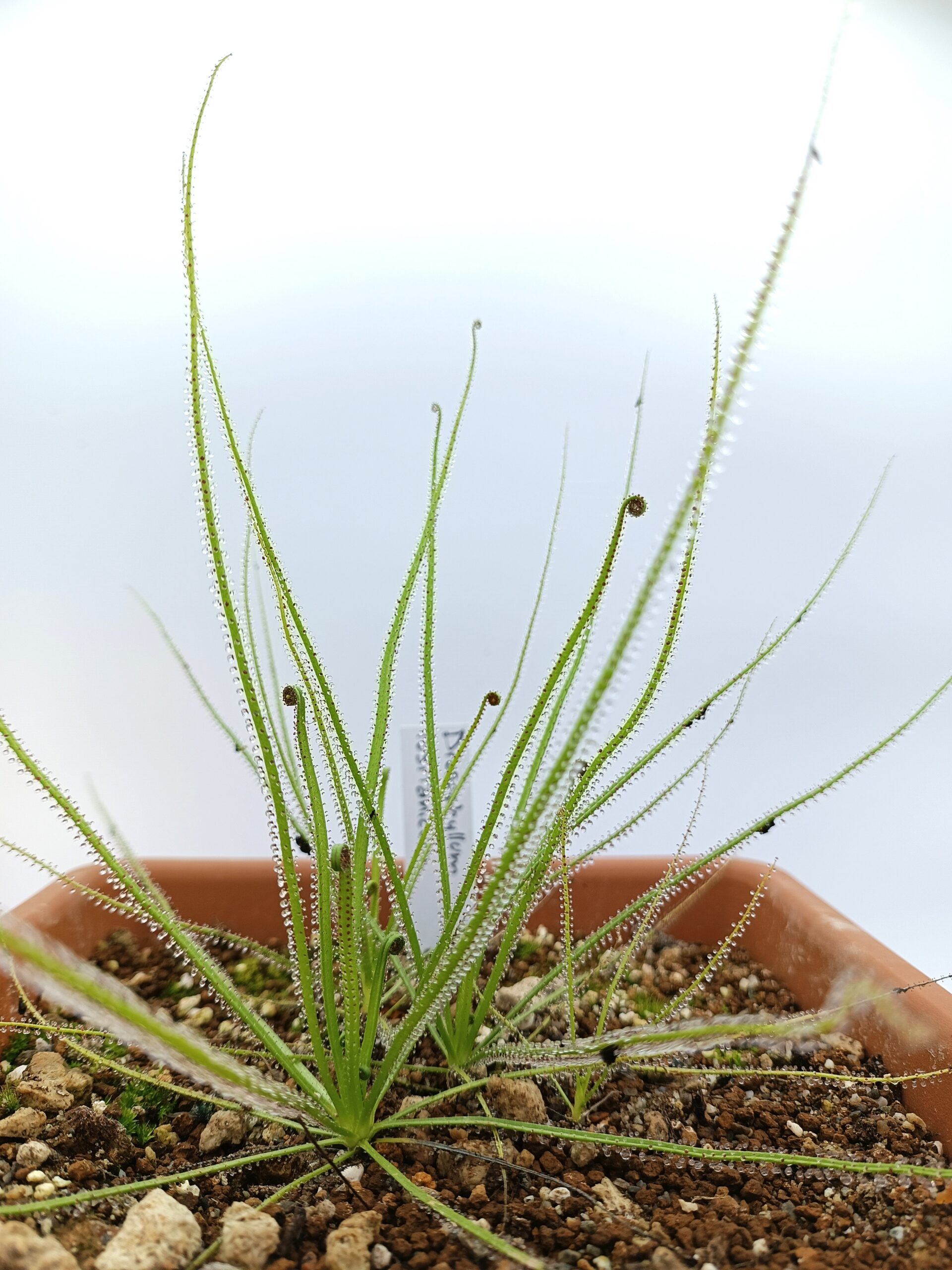 Drosophyllum lusitanicum