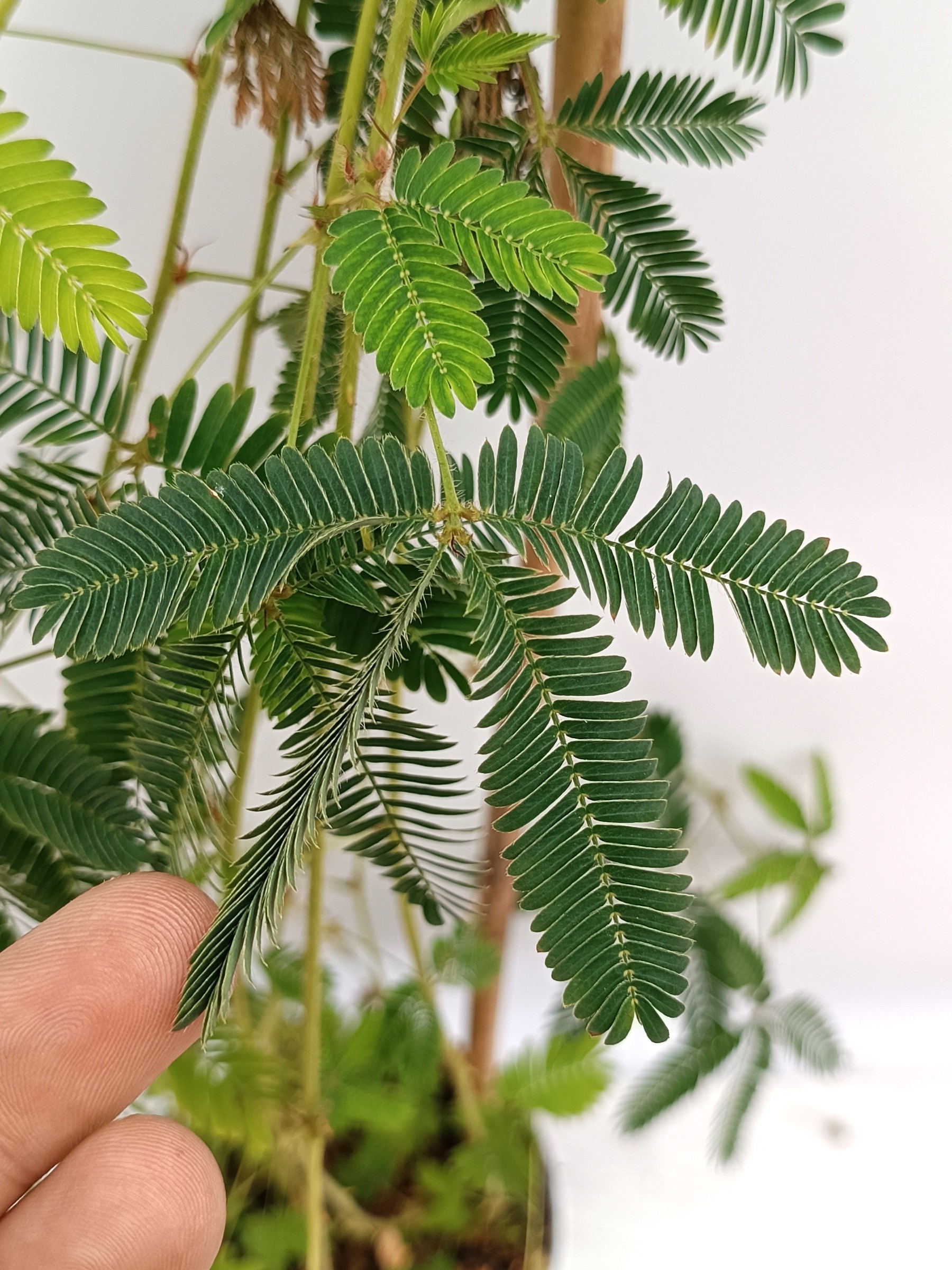 Altre piante