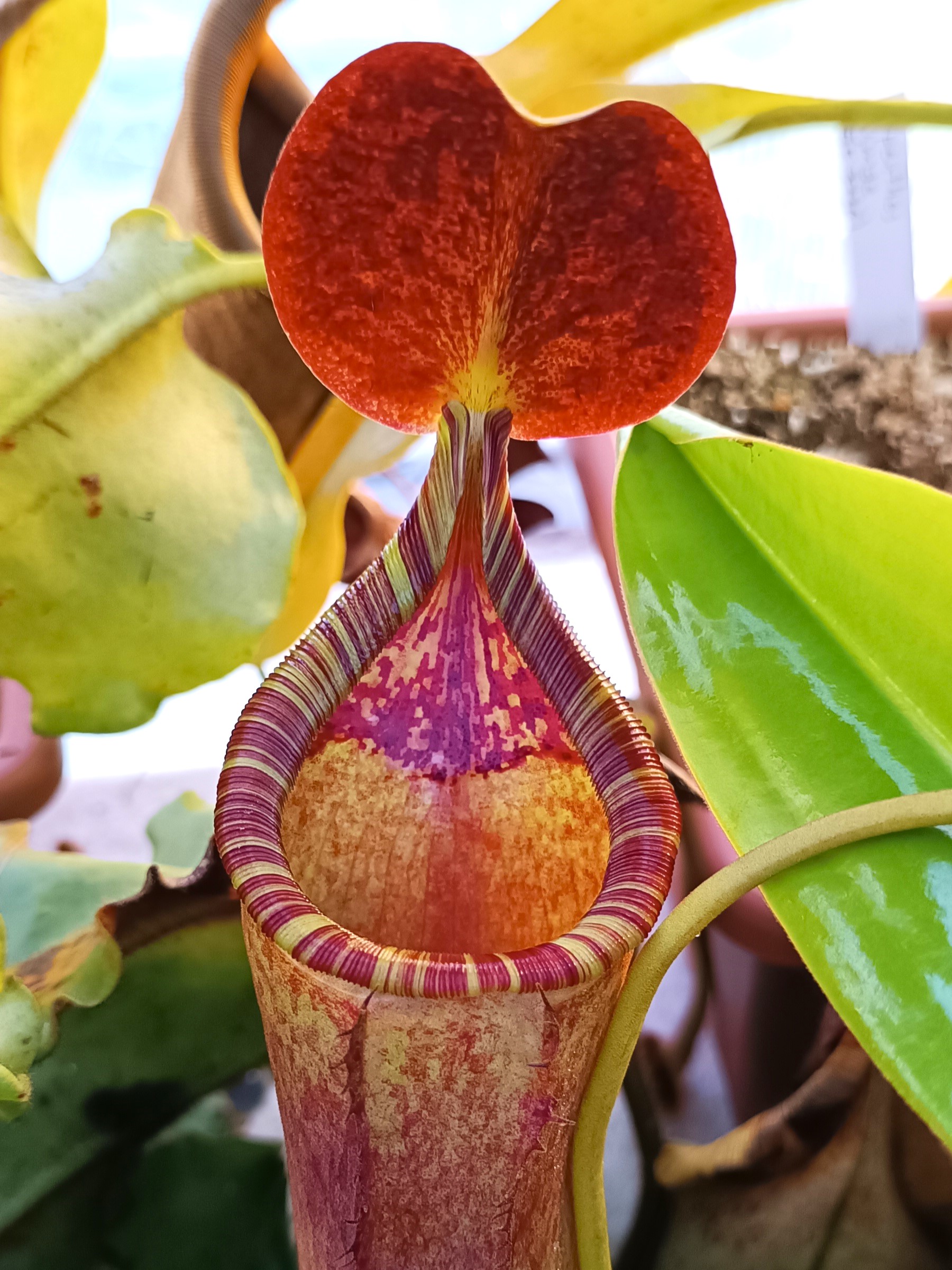 Nepenthes