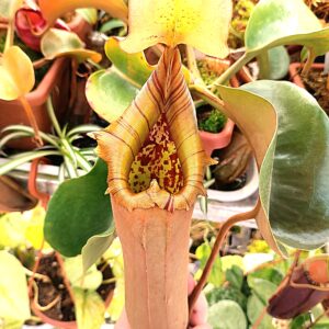 Nepenthes truncata (red flared peristome F1), da seme, esemplari assortiti