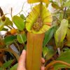 Nepenthes truncata (red flared peristome F1), da seme, esemplari assortiti