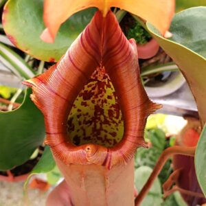 Nepenthes truncata (red flared peristome F1), da seme, esemplari assortiti