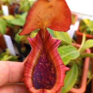 Nepenthes truncata (red flared peristome F1), da seme, esemplari assortiti