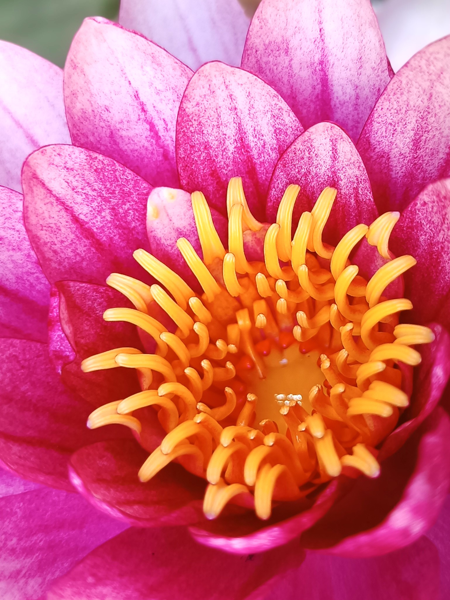 Piante acquatiche/di palude