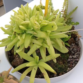 Pinguicula x "apasionada"