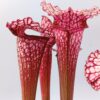 Sarracenia (× “crimson queen”) × (× “pink thing”), da seme, esemplari assortiti