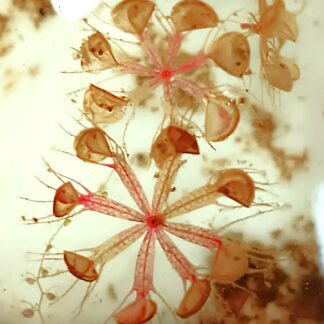 Aldrovanda vesiculosa (red temperate clone, Andrea Amici), 2 turioni