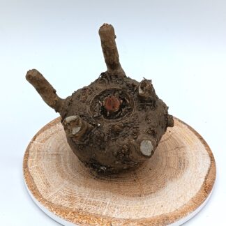 Amorphophallus konjac (Lingua del Diavolo), tubero