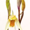 Bletilla ochracea