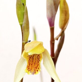 Bletilla ochracea