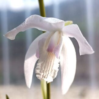 Bletilla striata "albostriata alba" (variegata)