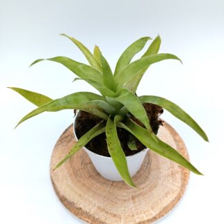 Catopsis berteroniana