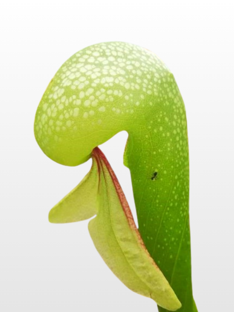 Darlingtonia californica