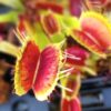 Dionaea muscipula “020 Carnivoria”