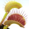 Dionaea muscipula