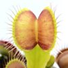 Dionaea muscipula “Antonov 225”