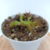 Dionaea muscipula ‘B52’