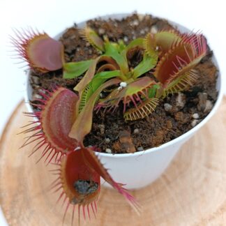 Dionaea muscipula 'Bimbo'