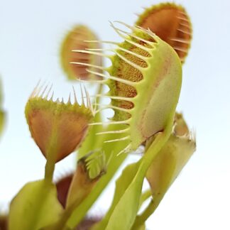 Dionaea muscipula 'Cupped Trap'