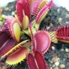 Dionaea muscipula ‘DC XL’