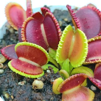 Dionaea muscipula "GC wiky purple trap"