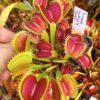 Dionaea muscipula ‘Jaws’