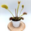 Dionaea muscipula ‘Long Petiole’