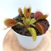 Dionaea muscipula ‘Low Giant’