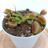 Dionaea muscipula ‘Mirror’