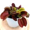 Dionaea muscipula ‘Periscope’