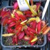 Dionaea muscipula ‘Phalanx’