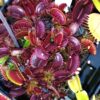 Dionaea muscipula ‘Pink Venus’