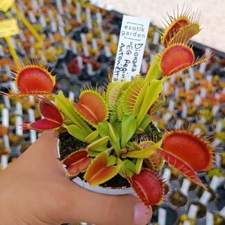 Dionaea muscipula "EG Regina Antonietta"