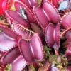 Dionaea muscipula ‘Royal Red’