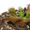 Dionaea muscipula ‘Trichterfalle’ / “funnel trap”