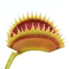 Dionaea muscipula ‘UK II’