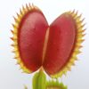 Dionaea muscipula ‘Dracula’