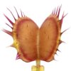 Dionaea muscipula “crispy sun”