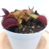 Dionaea muscipula “gargoyle”