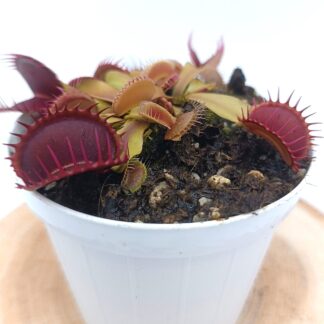 Dionaea muscipula "gargoyle"