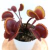 Dionaea muscipula “gold strike”