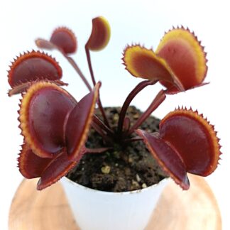 Dionaea muscipula "gold strike"