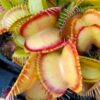 Dionaea muscipula “inner red line”