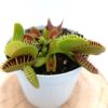 Dionaea muscipula “raptor”